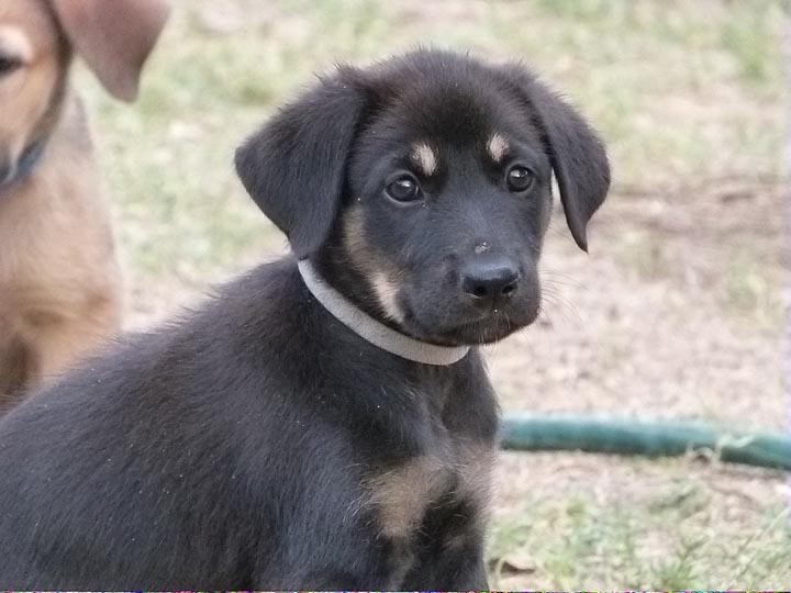 chinook dog